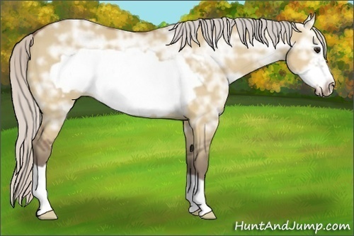 Horse Color:Silver Bay Ice Dun Frame