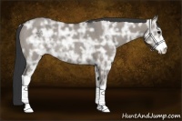 Horse Color:Grullo Ice Sabino Rabicano
