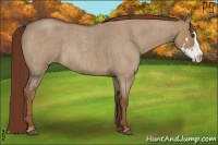 Horse Color:Red Dun Roan Splash Frame Rabicano