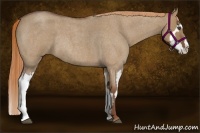 Horse Color:Red Dun Roan Splash Frame Rabicano