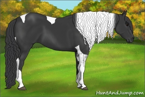 Horse Color:Black Tobiano 