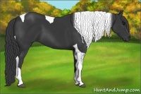 Horse Color:Black Tobiano