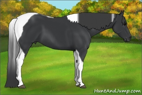 Horse Color:Black Tobiano 