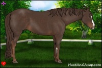Horse Color:Liver Chestnut Sabino Splash Frame Rabicano
