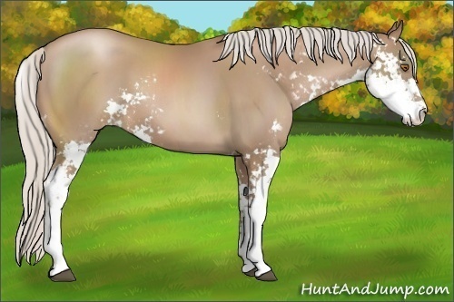 Horse Color:Silver Black Pearl Sabino 