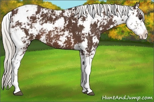 Horse Color:Silver Brown Sabino 