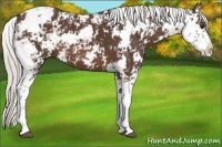 Horse Color:Silver Brown Sabino 