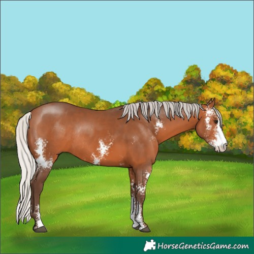 Horse Color:Silver Bay Sabino Rabicano 