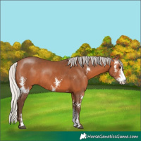 Horse Color:Silver Bay Sabino Rabicano
