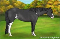 Horse Color:Black Sabino