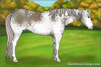 Horse Color:White Spotted Silver Black 