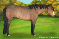 Horse Color:Buckskin Rabicano