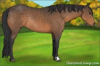 Horse Color:Buckskin Rabicano