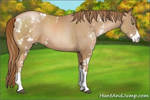 Horse Color:Chestnut Pearl Sabino Rabicano 