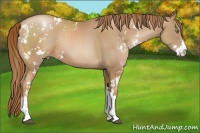 Horse Color:Chestnut Pearl Sabino Rabicano 