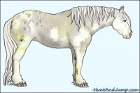 Horse Color:Silver Black Splash Appaloosa 