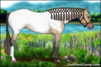 Horse Color:Bay Dun Appaloosa 