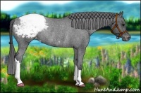 Horse Color:Black Appaloosa Rabicano 