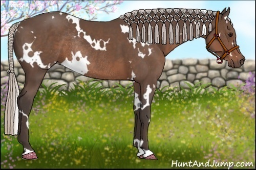 Horse Color:White Spotted Silver Black Rabicano