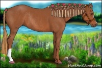 Horse Color:Chestnut Rabicano