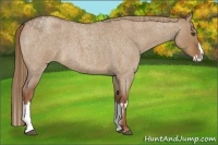 Horse Color:Red Dun Roan Splash Frame Rabicano