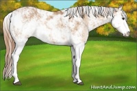 Horse Color:Chestnut Sabino Rabicano