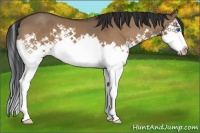 Horse Color:Bay Dun Sabino Splash