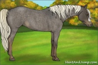 Horse Color:Liver Red Roan 