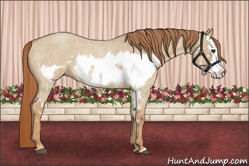 Horse Color:Red Dun Roan Splash Frame Rabicano 