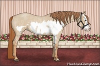Horse Color:Red Dun Roan Splash Frame Rabicano