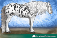 Horse Color:Black Appaloosa