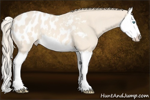 Horse Color:Perlino Splash Appaloosa