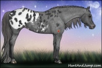 Horse Color:Black Appaloosa 