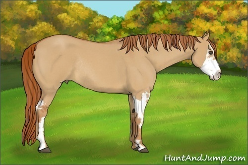 Horse Color:Red Dun Roan Splash Frame Rabicano 