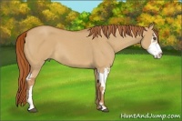 Horse Color:Red Dun Roan Splash Frame Rabicano