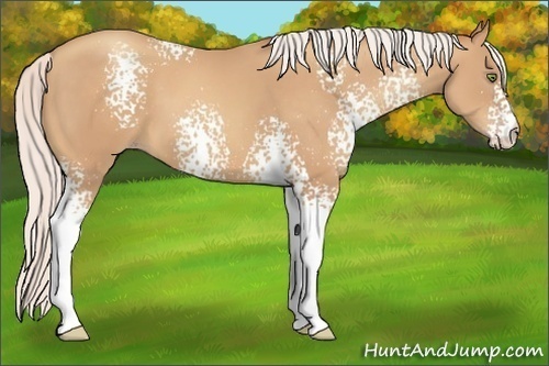 Horse Color:White Spotted Silver Sable Champagne 