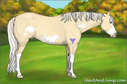 Horse Color:Silver Amber Champagne Dun Splash Frame 