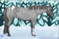 Horse Color:Blue Roan Varnish 