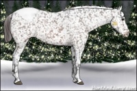 Horse Color:Bay Sabino Appaloosa
