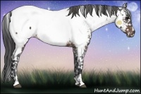 Horse Color:Brown Sabino Near Fewspot Rabicano
