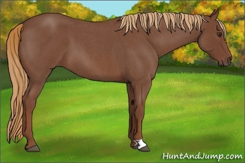 Horse Color:Red Roan