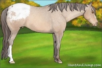 Horse Color:Sable Champagne Snowcap 