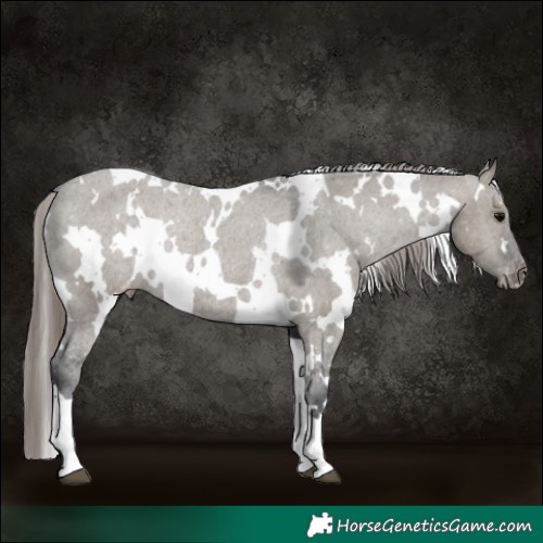 Horse Color:White Spotted Grullo Appaloosa Rabicano 