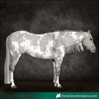 Horse Color:White Spotted Grullo Appaloosa Rabicano 