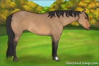 Horse Color:Bay Dun