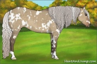 Horse Color:White Spotted Silver Grullo 