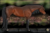 Horse Color:Brown Sabino