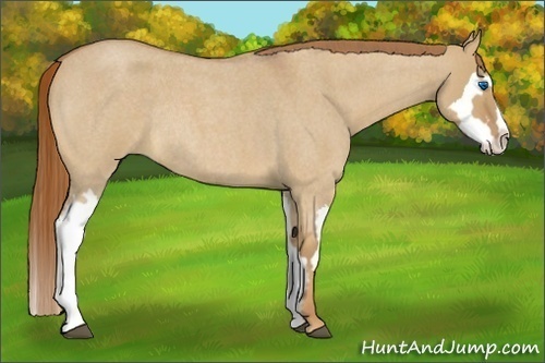 Horse Color:Red Dun Roan Splash Frame Rabicano 