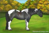 Horse Color:Black Tobiano 
