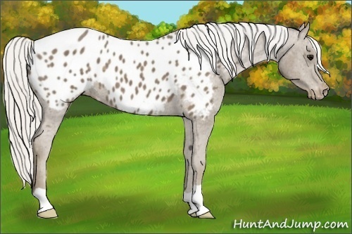 Horse Color:Silver Smoky Black Appaloosa